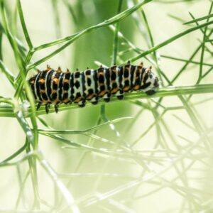 Elevage Du Papillon Machaon Chenille Cycle De Vie Nourriture