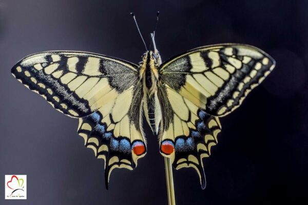 Chrysalide de papillon machaon x 5 – Image 3