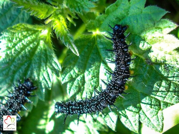 Chenilles belle dame x 10 à élever sur plante hôte (ortie, mauve, rose trémière...) – Image 3