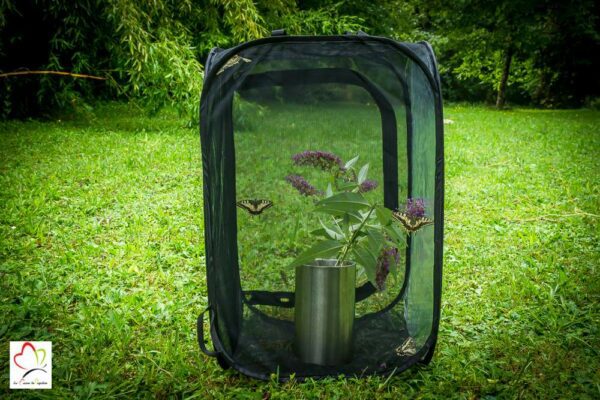Cage à insecte (Papillon Mante Phasme)- dimension 40cm x 40cm x 60cm