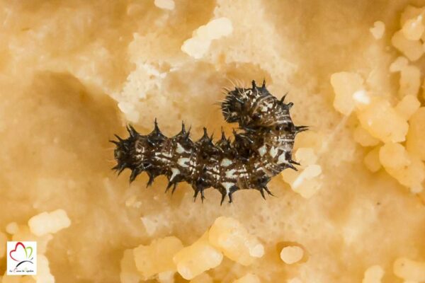 Kit d'élevage de papillon belle dame (de la chenille à la métamorphose) – Image 8