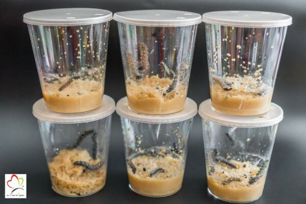 Nourriture artificielle pour élevage papillon belle dame 100 grammes - Artificial diet for butterflies – Image 3
