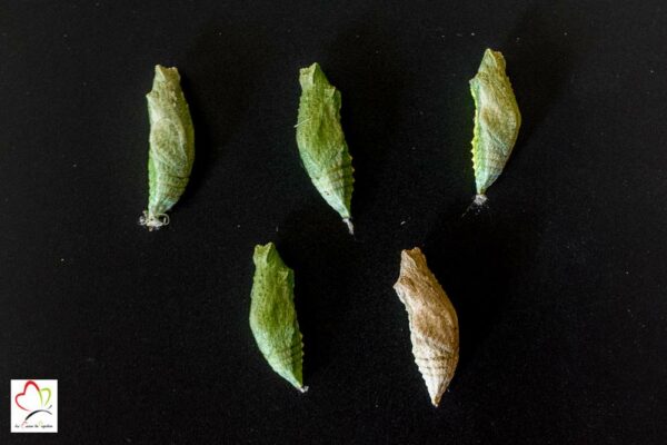 Chrysalide de papillon machaon x 5