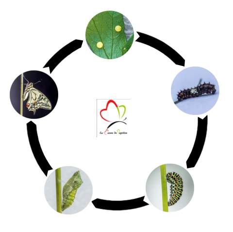 Cycle de vie du papillon machaon, de l’œuf à la chrysalide, en passant par les 5 étapes de la chenille