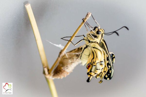 Chrysalide de papillon machaon x 5 – Image 2