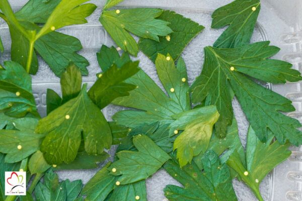 Œufs de machaon x 15