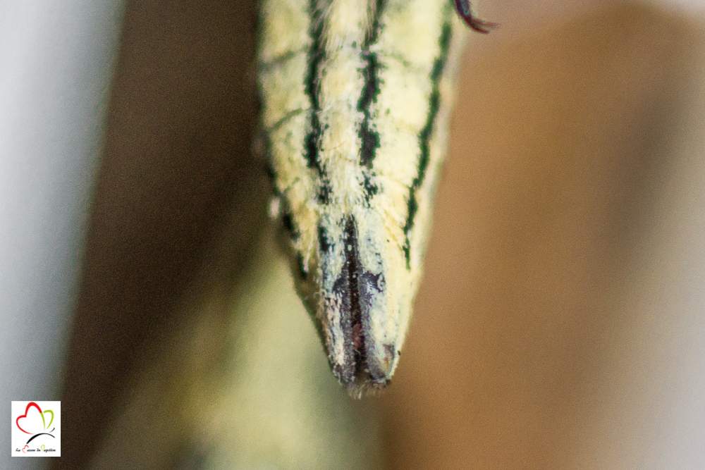 Papillon machaon: abdomen pointu et fendu d'un mâle