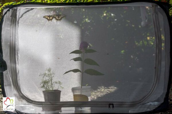 Cage à insectes (Papillon Mante Phasme)- dimension 60cm x 60cm x 90cm – Image 2