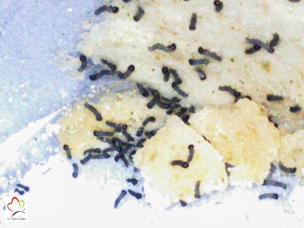Nourriture artificielle pour élevage papillon belle dame 100 grammes - Artificial diet for butterflies – Image 4