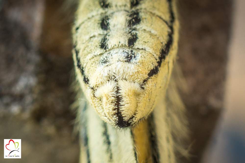 L'abdomen de la femelle machaon est plus rebondi que chez le mâle. On remarque aussi de nombreux poils