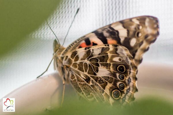 Kit d'élevage de papillon belle dame (de la chenille à la métamorphose) – Image 12