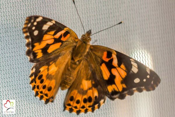 Nourriture artificielle pour élevage papillon belle dame (50 grammes) – Image 3