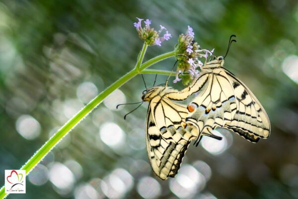 Œufs de machaon x 15 – Image 7