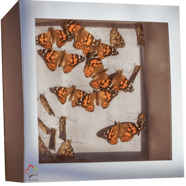 Bîte de lâcher de papillons pour mariage et événementiel