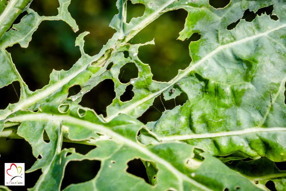 Le piéride adore les choux et plus particulièrement le chou de Bruxelles