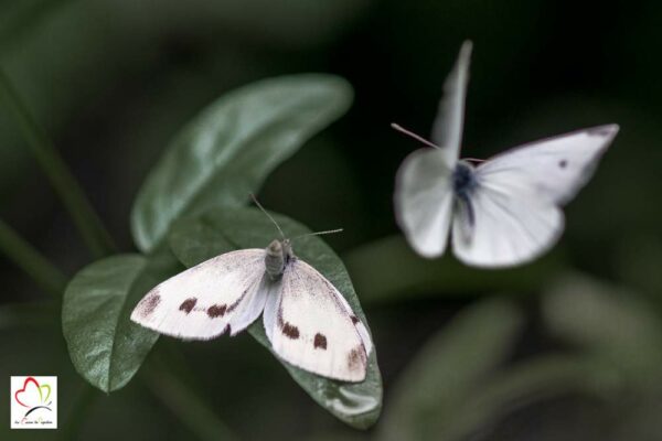 Mini-volière papillon pour kit d'élevage - Cage à insectes – Image 3