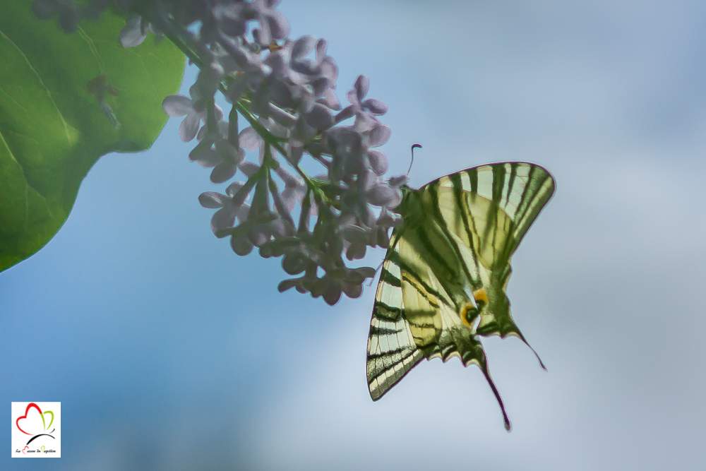 Un papillon flambé, proche cousin du machaon butinant sur une fleur de lilas