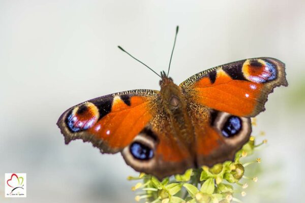Maison (abri) à papillon pour le jardin – Image 2