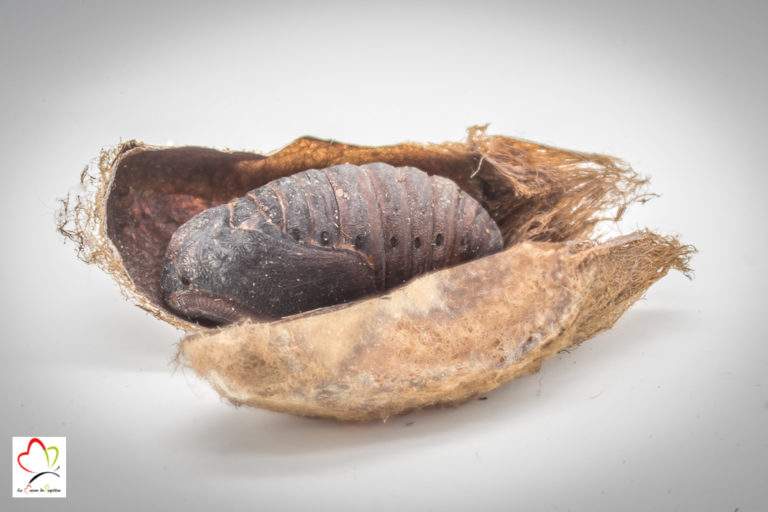 Elevage du papillon grand paon de nuit, alimentation chenille, chrysalide, hibernation...