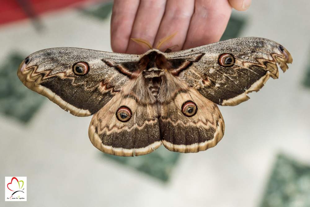 Merci qui ? Merci Montessori !: Papillons de nuit - Papillons de jour