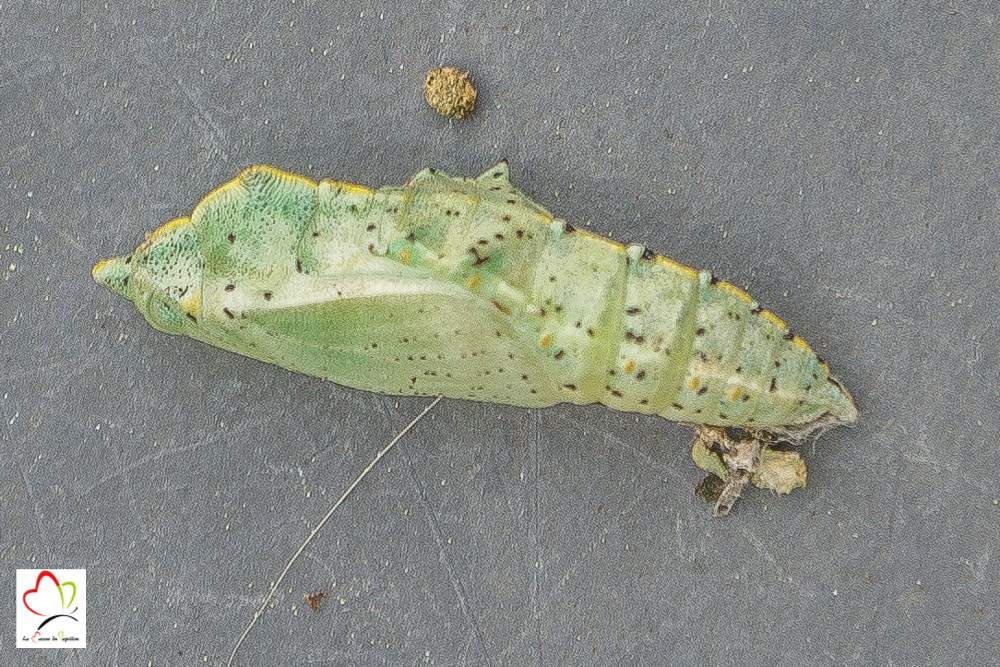 Piérides du chou, rave, navet nourriture de la chenille. Cycle de vie Piérides du chou, rave, navet nourriture de la chenille. Cycle de vie