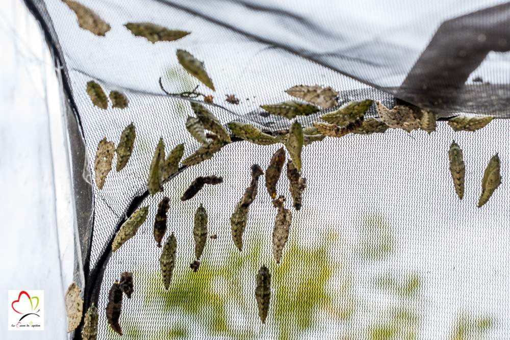En volière, la piéride forme sa chrysalide en haut de la cage.