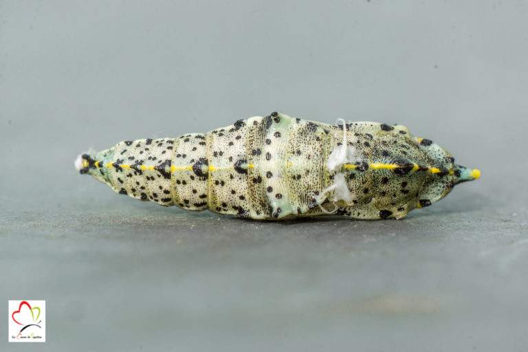 Piérides du chou, rave, navet nourriture de la chenille. Cycle de vie Piérides du chou, rave, navet nourriture de la chenille. Cycle de vie