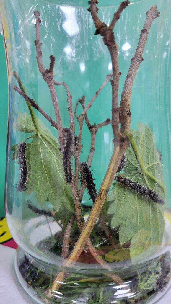 Image #1 de Catherine