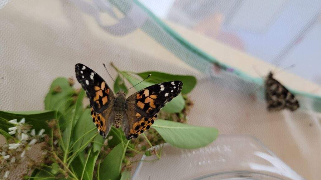 Image #5 de Catherine