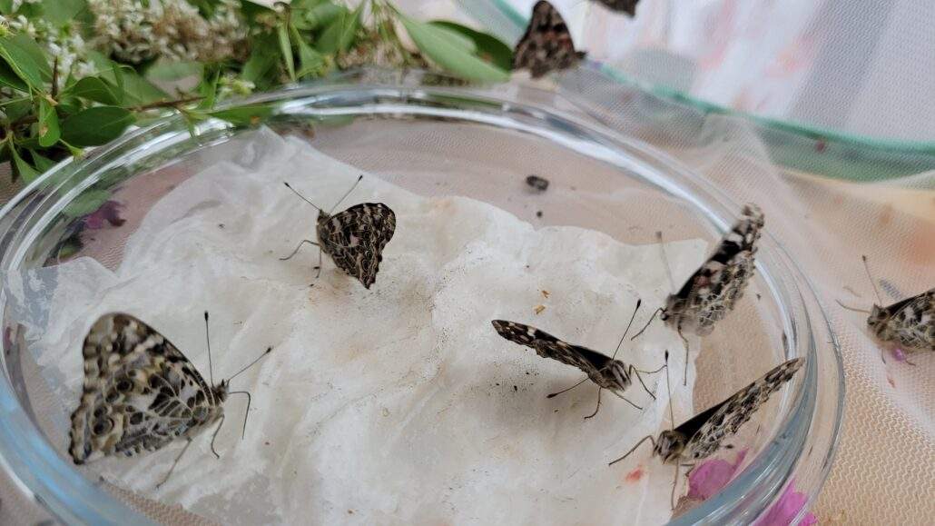 Image #3 de Catherine