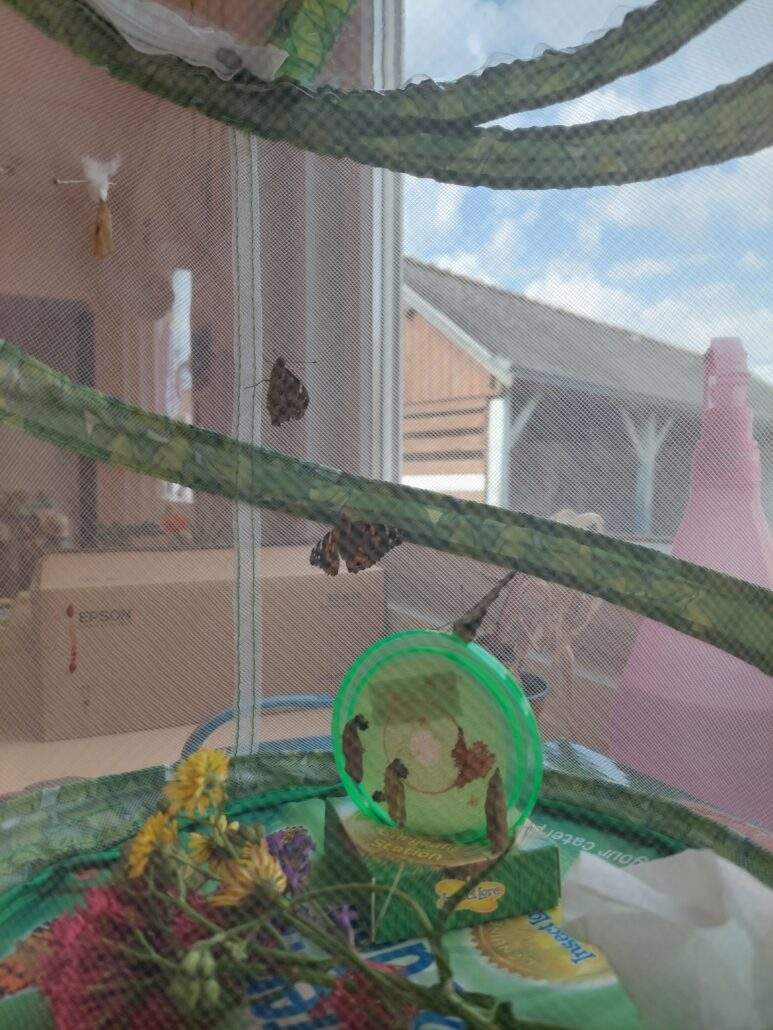 Image #2 de Gwenaëlle