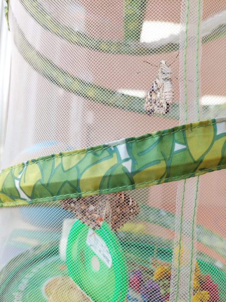 Image #1 de Gwenaëlle