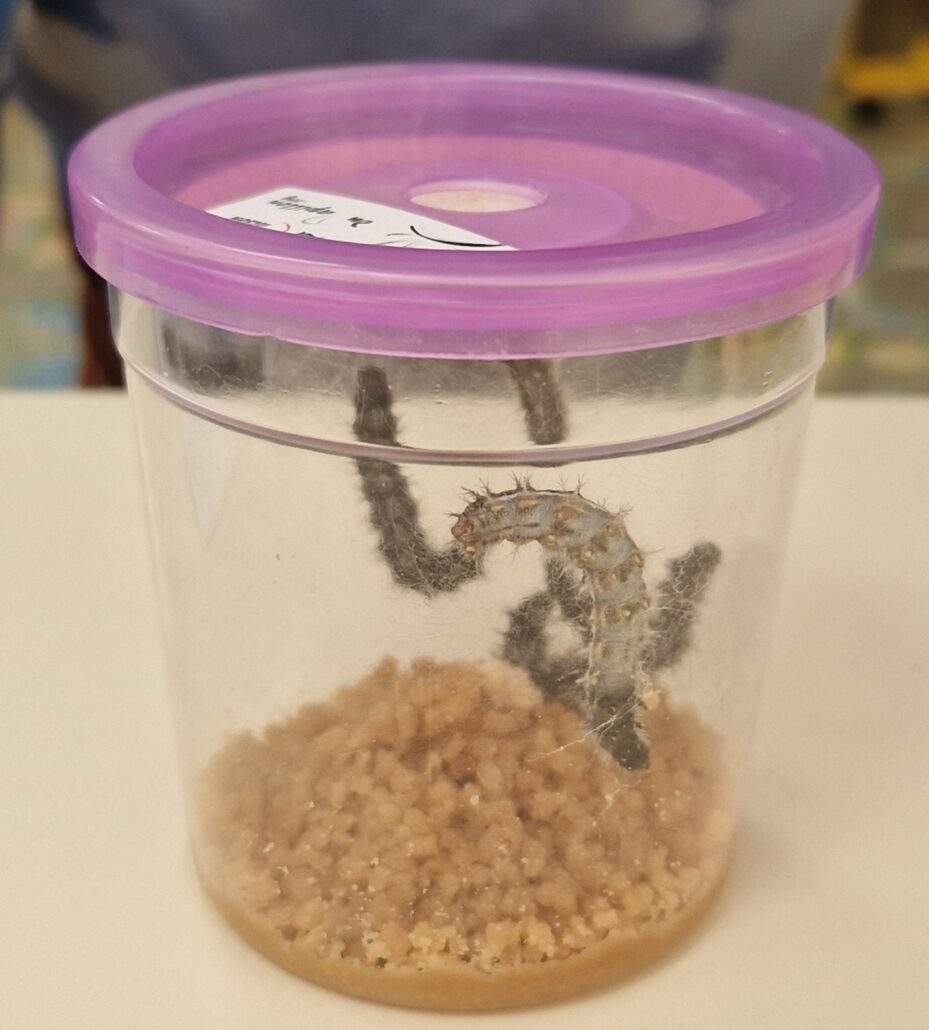 Image #1 de SABINE DOS SANTOS