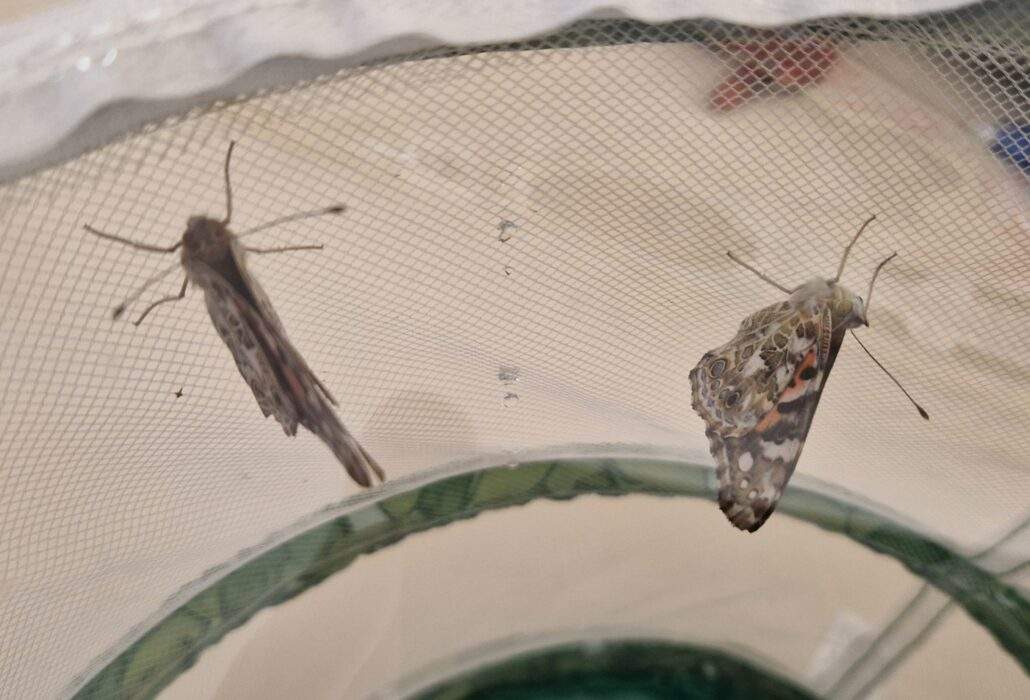 Image #2 de SABINE DOS SANTOS