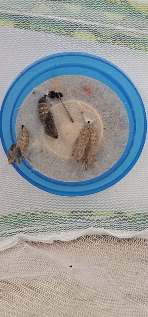 Image #3 de Maéva M.