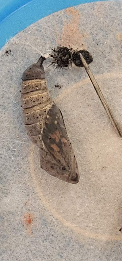 Image #1 de Maéva M.