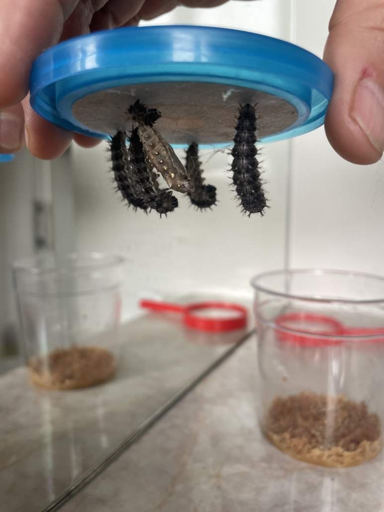 Image #5 de Sophie B.