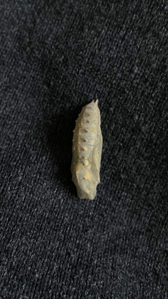 Image #4 de Sophie B.