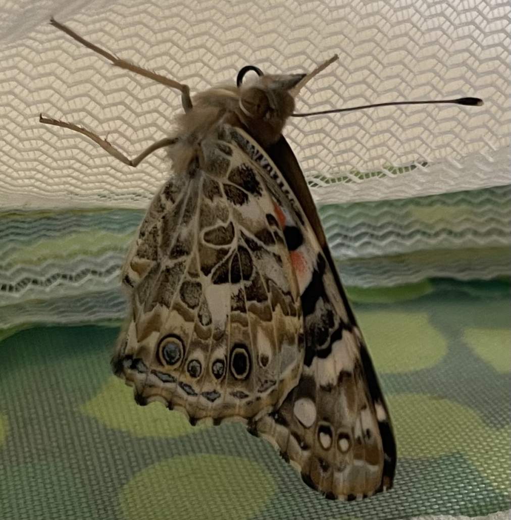 Image #3 de Sophie B.