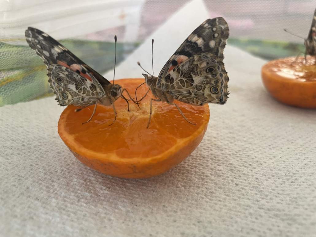 Image #1 de Sophie B.