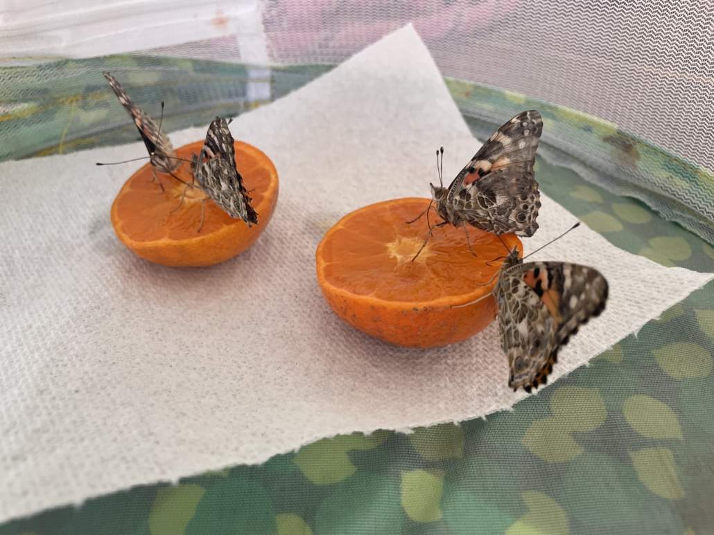 Image #2 de Sophie B.