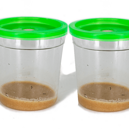 pot pour élevage papillon en classe, lot de 2