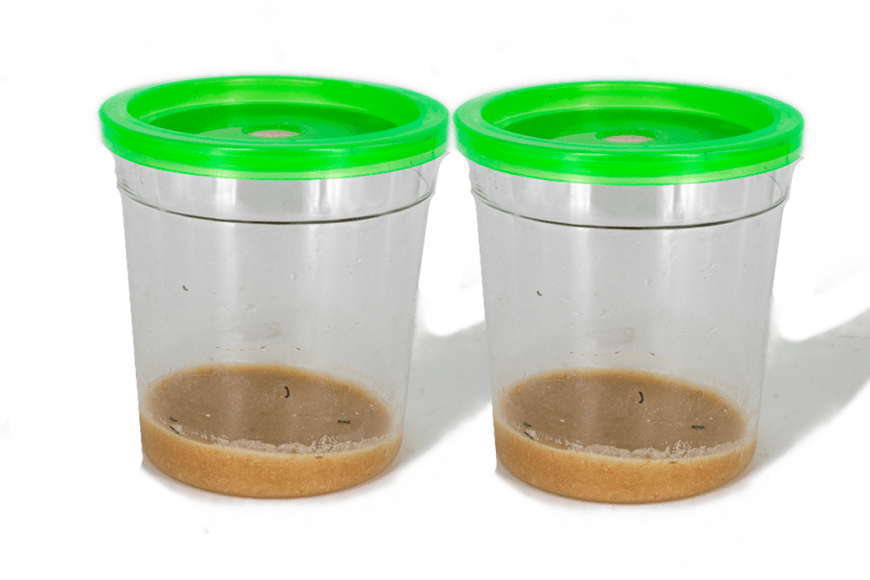 pot pour élevage papillon en classe, lot de 2